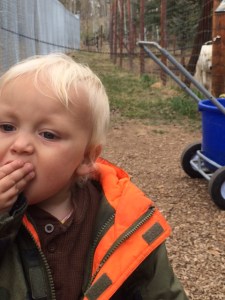 Feeding time for all.  Notice the wolf eyeing Judah for dessert. 